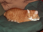 rubens 2006-10-29 1e