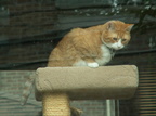 rubens 2009-08-28 3e