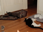 cats 2007-05-29 1e