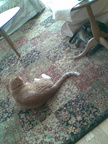 cats 2009-01-30 2e