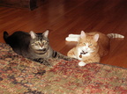 cats 2009-05-10 2e