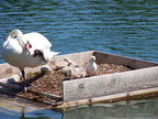 birds 2004-06-03 19e