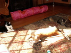 cats 2010-04-05 04e