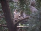 squirrel 2005-01-04 1e