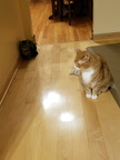cats 2017-10-01 1e