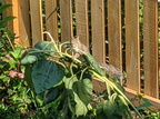 squirrel 2021-07-28 03e